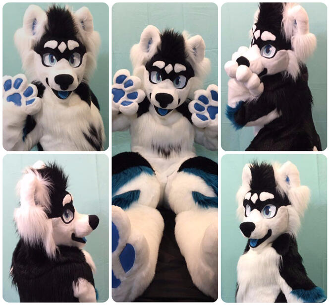 Premade; Collab Kinghime (head sculpt, eyes), Sammy Smiles Co (furring, installation, bodysuit, paws, tail)